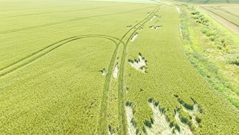aerial view of vast grain field landscape in the veld, serene and expansive