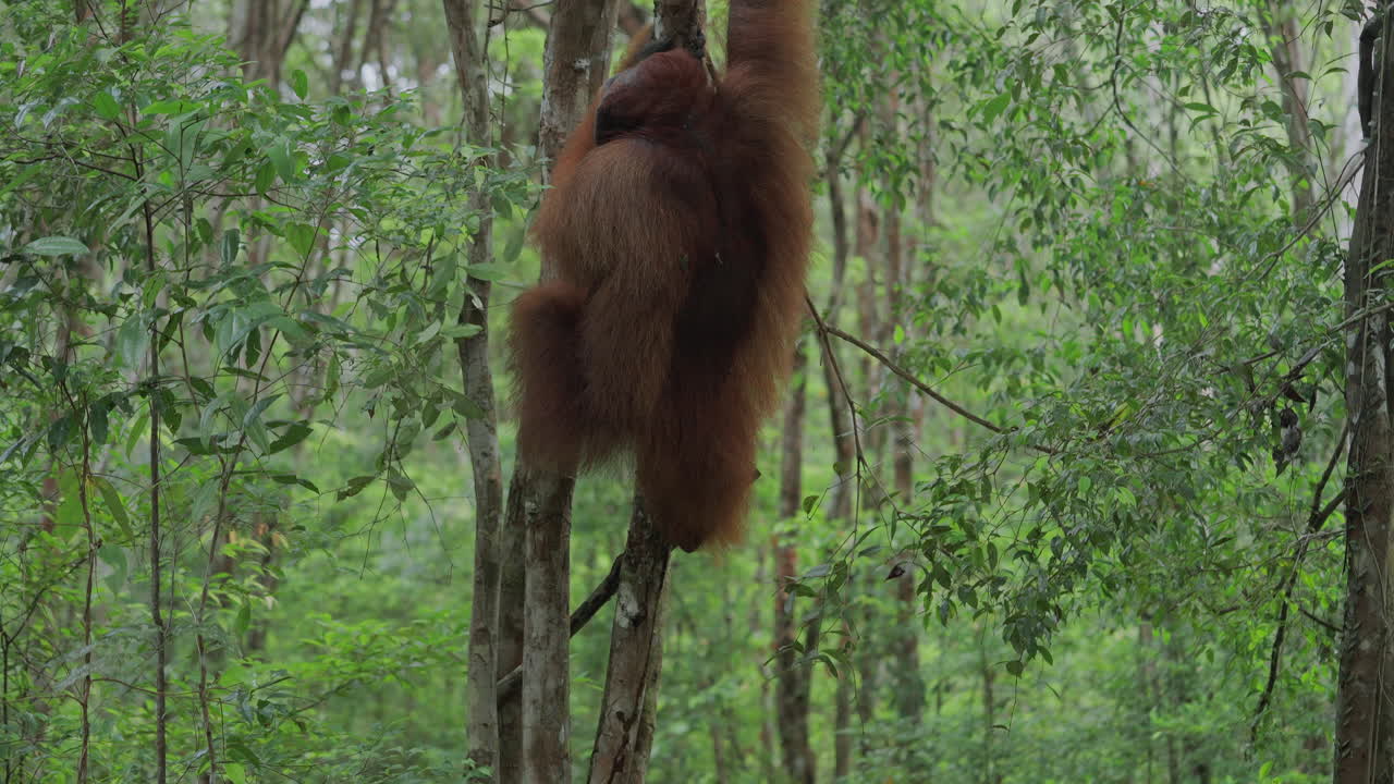 Orangutan in a Tropical Forest