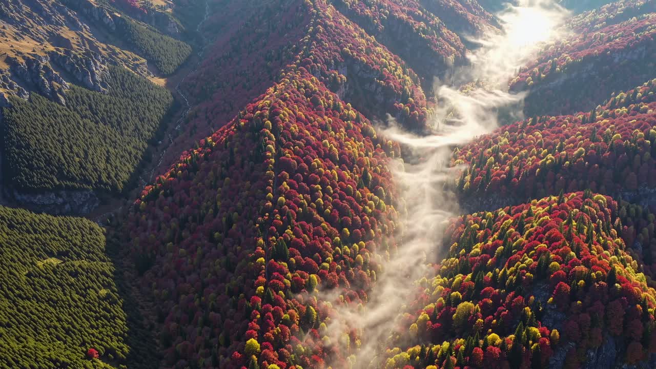 Aerial video of vibrant autumn forest with misty valleys, showcasing a breathtaking top-down view