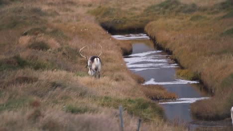 reindeer with big antlers grazing along stream in nordic highland