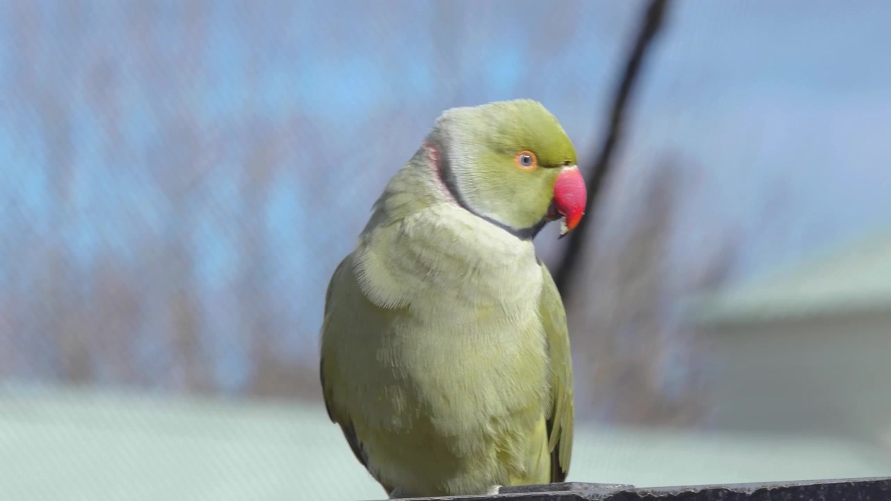 Oiseau vert posé sur une branche.