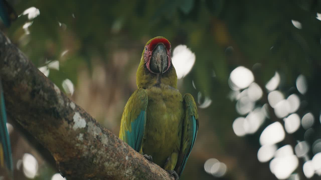 primer plano de un hermoso gran guacamayo verde en las selvas de costa rica