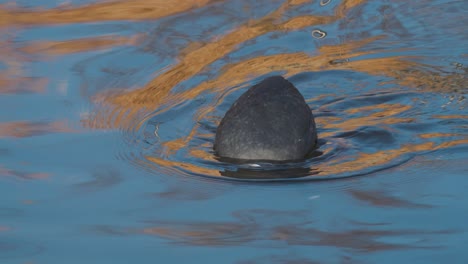 el pájaro focha euroasiática se sumerge bajo el agua y come algas.