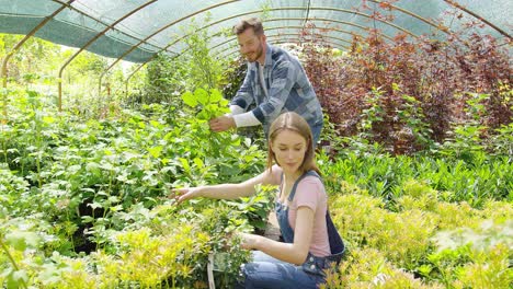 people cutting plants in hothouse