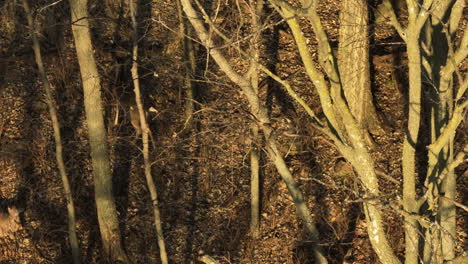 wildlife scene in the woods with lying down white-tailed deers