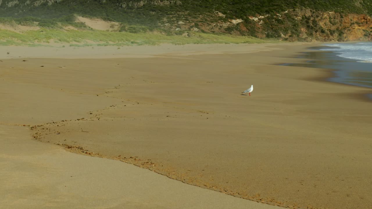 A lone seagull standing on a quiet beach, gazing over the shoreline with calm waves rolling in, capturing the serene atmosphere of the coast.