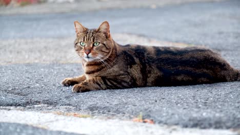 beautiful domestic cat looking around. curious cat