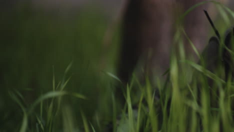 Revealing-Shot-Of-Hispanic-Soldier-Lying-On-Grass,-Aiming-With-Assault-Rifle-On-Battlefield