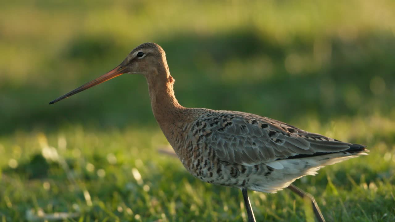 Close up of a pair of black-tailed godwits in a grassay field on a bright summer day, slow motion