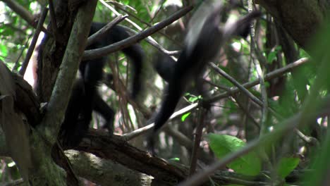 Whitefaced-capucin-monkeys-play-in-a-palm-tree-in-Costa-Rica-3