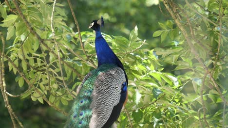 Schöner-Und-Eleganter-Pfau,-Der-An-Einem-Sonnigen-Sommertag-Auf-Einem-Ast-Sitzt