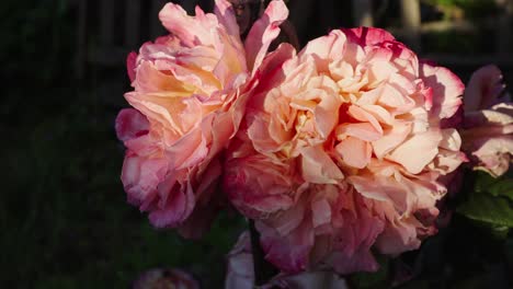 beautiful pink flowers blooming in a garden on a sunny day