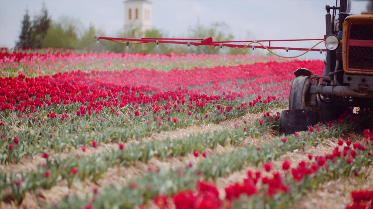 Trattore che irrora tulipani rossi in un vivace campo agricolo