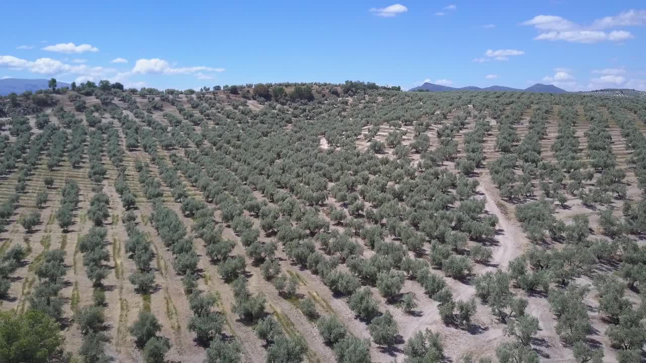 toma aérea descendente de una colina con una carretera rodeada de olivos en el sur de españa