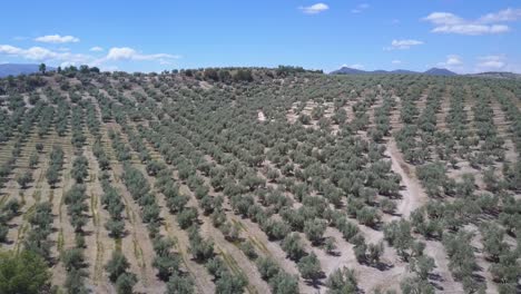 Toma-Aérea-Descendente-De-Una-Colina-Con-Una-Carretera-Rodeada-De-Olivos-En-El-Sur-De-España