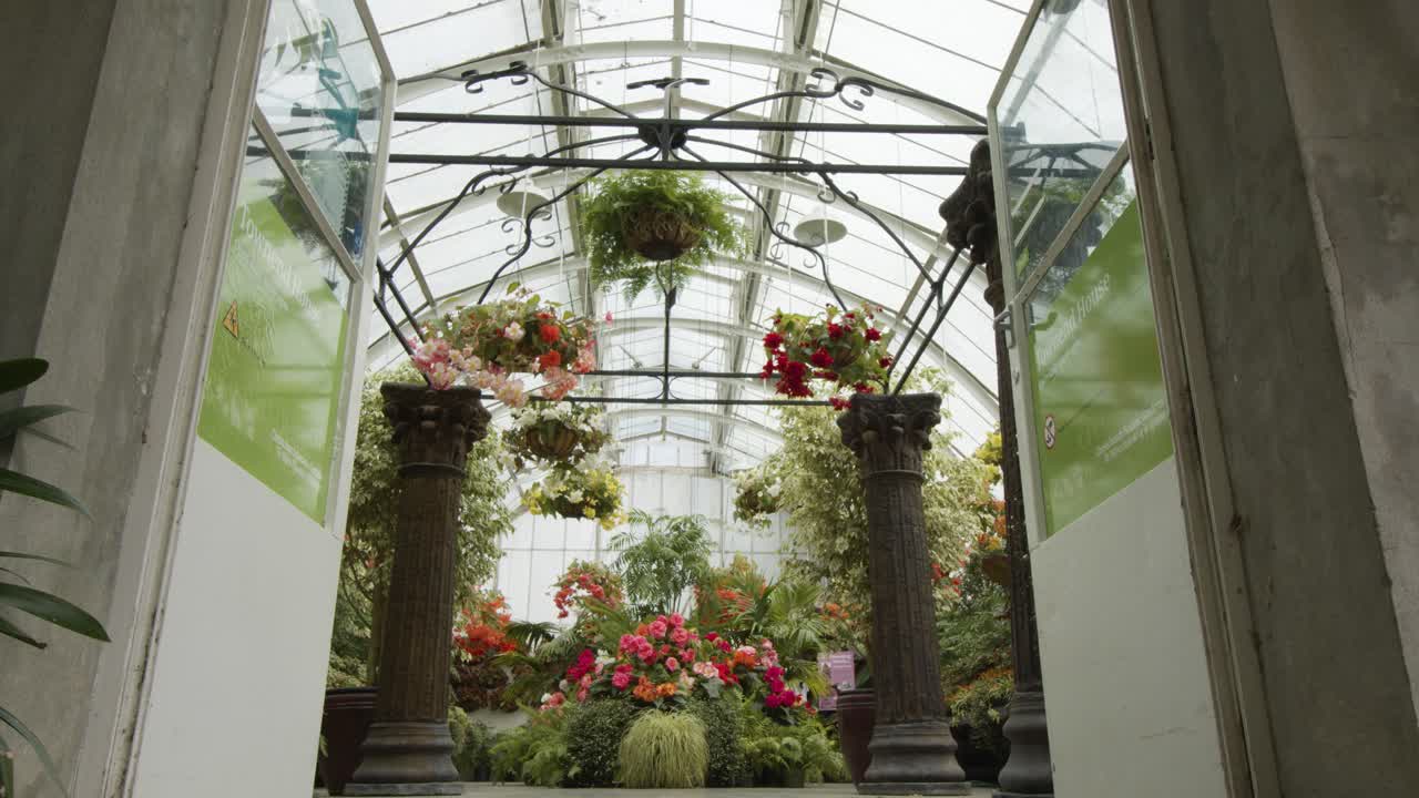 Smooth camera movement through doors into hot house full of colourful begonias.