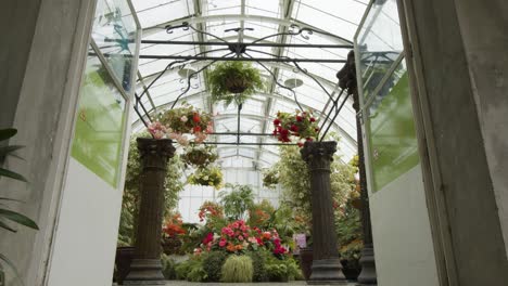 smooth camera movement through doors into hot house full of colourful begonias.