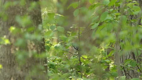 Pretty-black-bird-with-a-white-belly-jumping-from-one-branch-to-another--Close-up