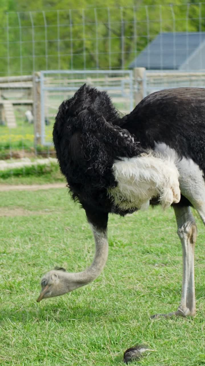 Struzzo comune (Struthio camelus) si china per pascolare sull'erba verde in un recinto esterno, mostrando le sue caratteristiche piume bianche e nere, il collo lungo e le zampe robuste con una recinzione metallica sullo sfondo.