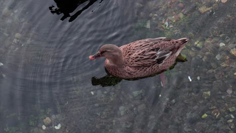 Brown-duck-swimming-in-a-clear-water-of-a-natural-lake