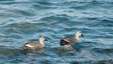 Par-De-Patos-De-Pico-Oriental-Flotando-En-El-Océano-Azul-Cerca-De-La-Costa-Durante-El-Día-En-Tokio,-Japón