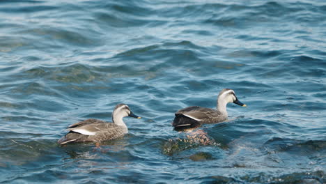 pair of eastern spot-billed ducks floating on blue ocean near seashore during daytime in tokyo, japan