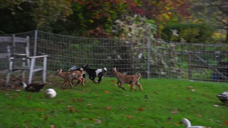 Baby-goats-running-together-past-multiple-ducks-on-a-green-pasture-to-jump-and-play-on-a-couple-wooden-chairs