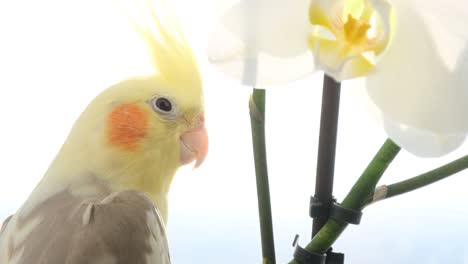a yellow cockatiel parrot sits near a white flower a yellow cockatiel parrot sits near a white flower