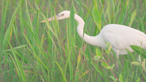 white heron walking and stalking prey in everglades swamp slough marsh wetland habitat