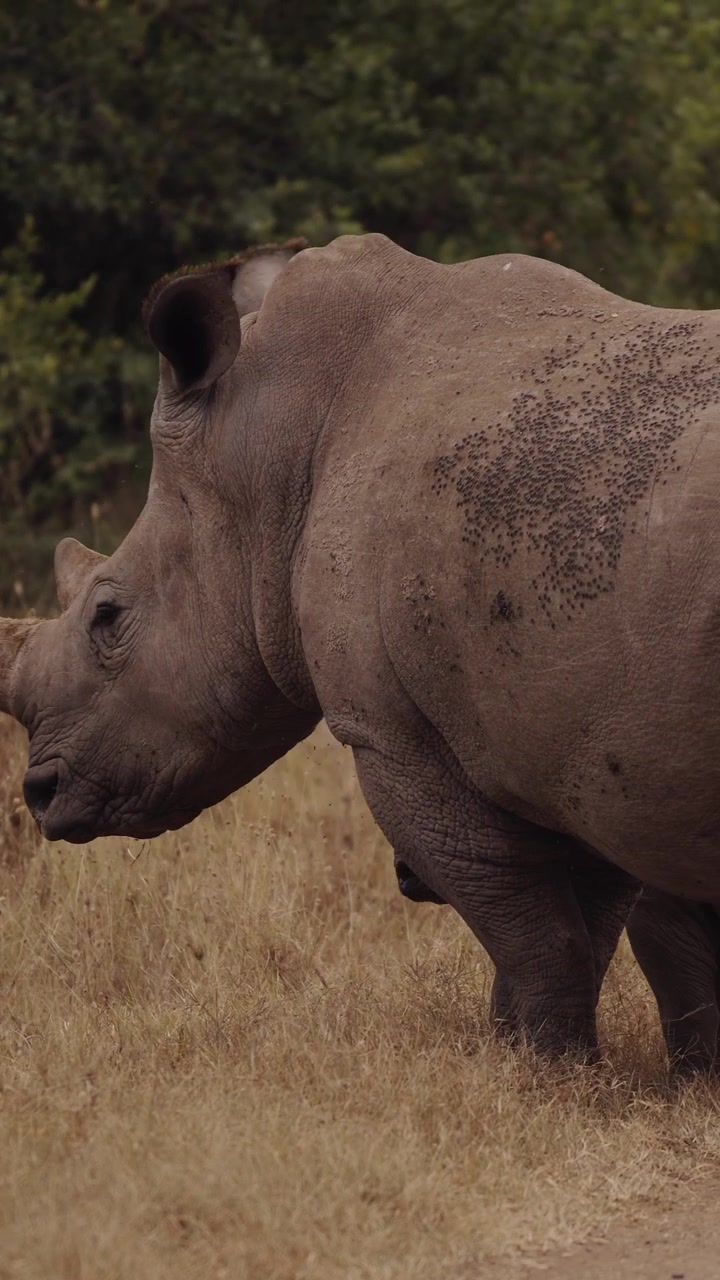 Rinoceronte bianco e cucciolo in un'area di conservazione della fauna selvatica africana durante un safari in Kenya, Africa. Animali in via di estinzione. Video verticale per social media, TikTok e Instagram Reels.