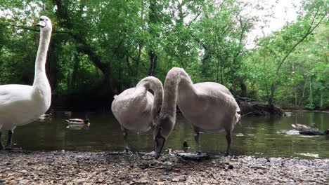 -Die-Schwäne-Auf-Dem-See-Sind-Im-London-Park,-Vereinigtes-Königreich