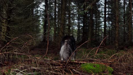 perro malamute de alaska en el bosque en indre fosen, noruega - toma amplia