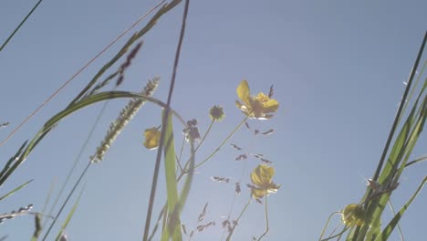 Buttercup-wild-flowers-in-rural-meadow-against-blue-sky