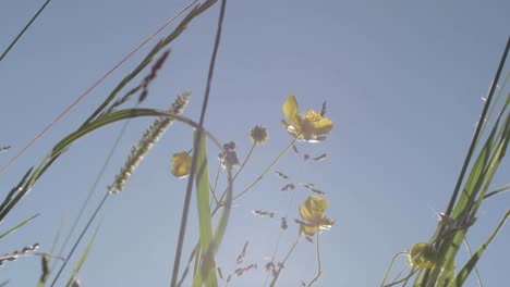 buttercup wild flowers in rural meadow against blue sky