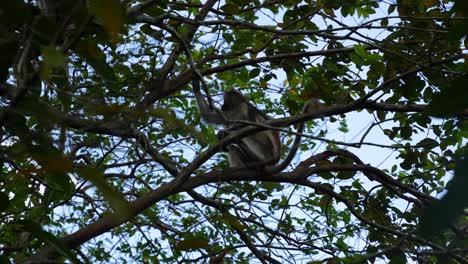 tree branches with red colobus monkey in the jozani forest zanzibar island tanzania, looking up handheld shot