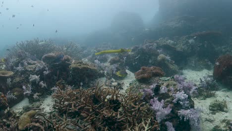 el pez trompeta amarillo adulto nada a través de un arrecife de coral exuberante y colorido y saludable