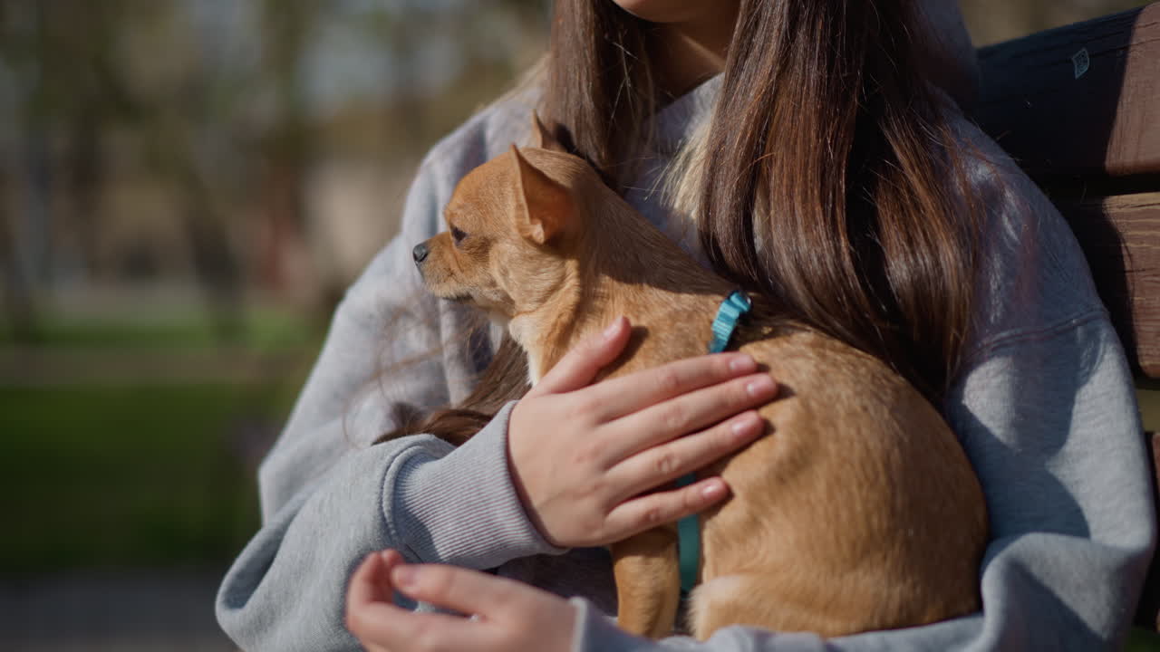 paseo tranquilo por el parque, adolescente sosteniendo delicadamente a un canino en miniatura en un entorno sereno de parque, joven relajándose en un banco del parque mientras sujeta a un perro pequeño bajo una suave luz solar