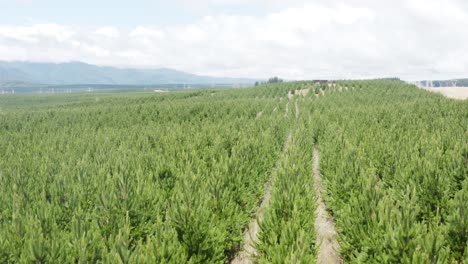 rows of young pine trees in reforestation wood plot, aerial