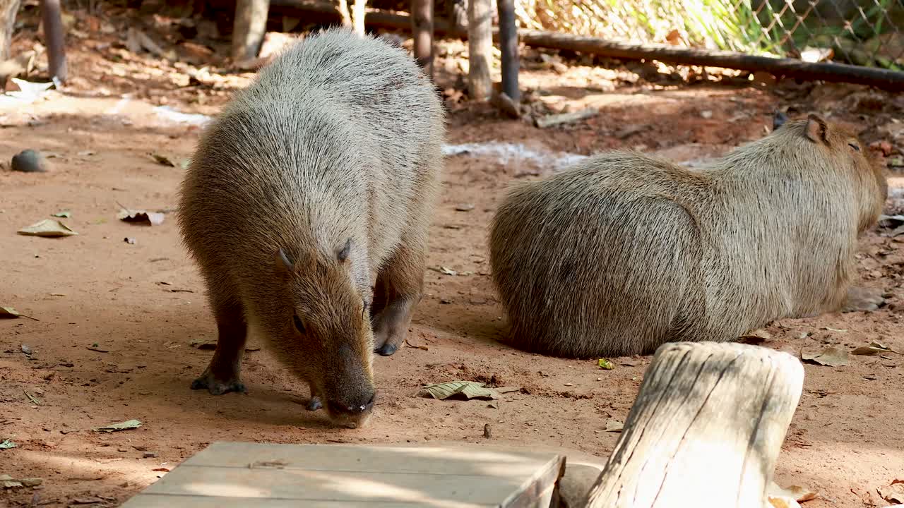 dos capíbaras en un recinto del zoológico
