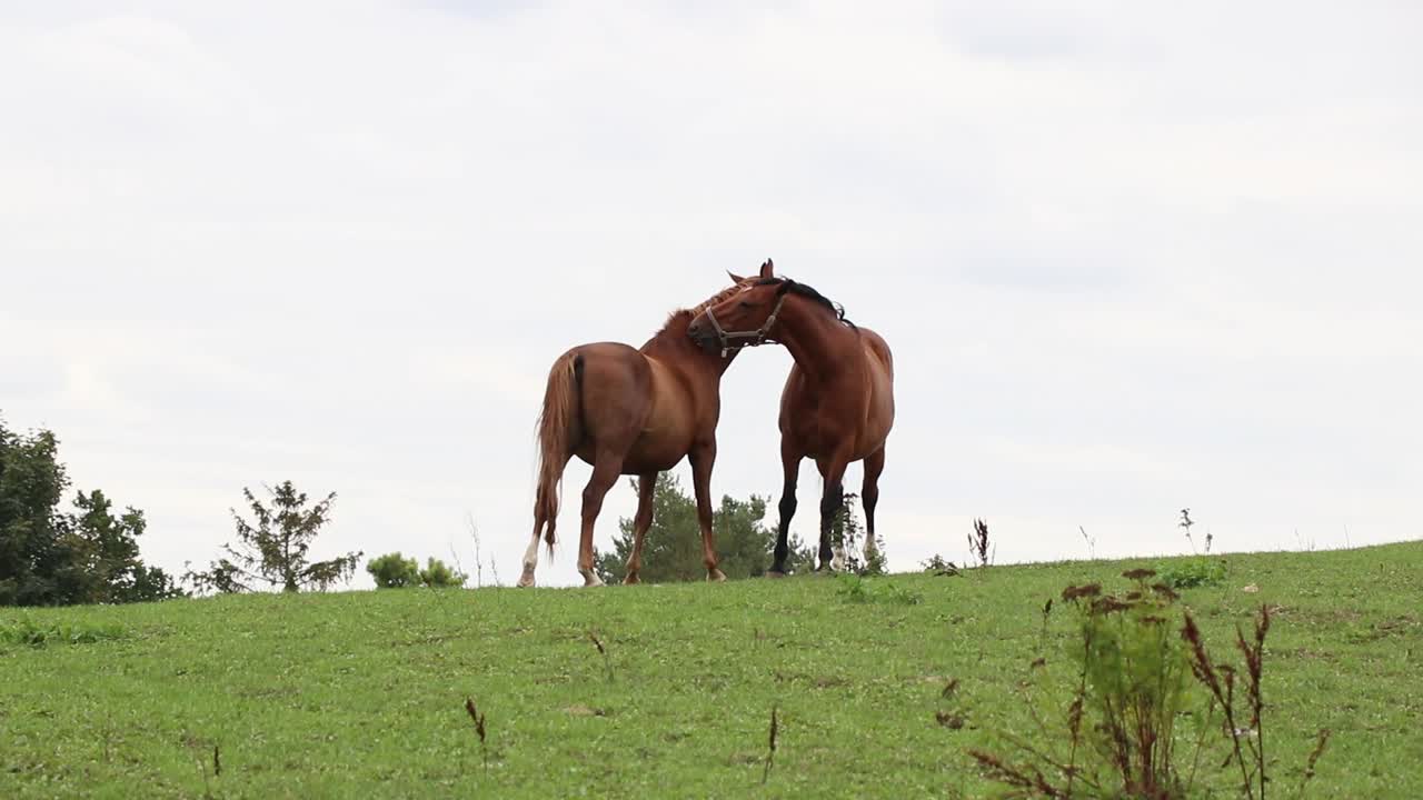 Horses on an open field.