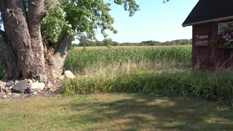 4k-Kabine-Und-Baum-Schwingen-Von-Links-Nach-Rechts