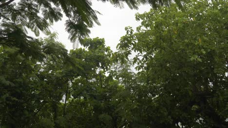 rainforest with lush green trees in fiji island on rainy day - medium shot