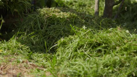 jardinero poniendo hierba cortada alrededor de la planta