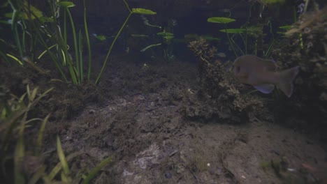 underwater view following fish through lush natural spring ecosystem