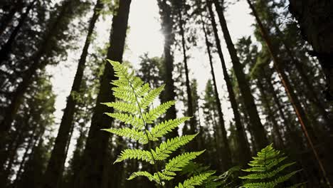 beautiful ancient woodlands of the scottish countryside