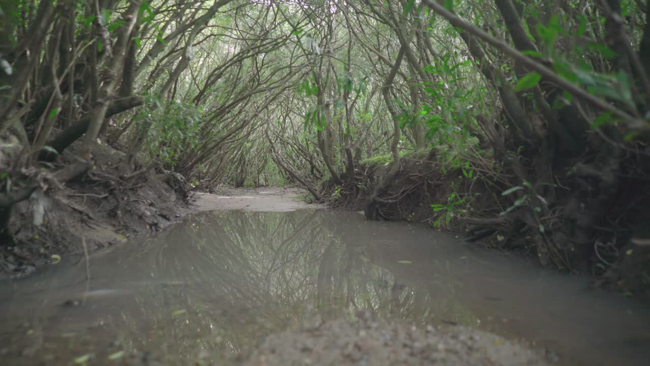 Dolly in by path into the forest. On the ground you can see the reflection of the trees in the water and the sun sees through the branches.