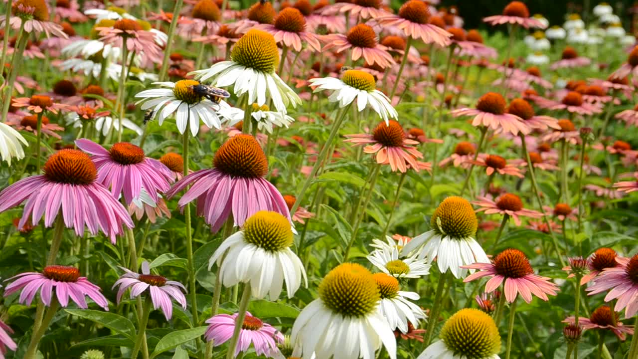 fiore
