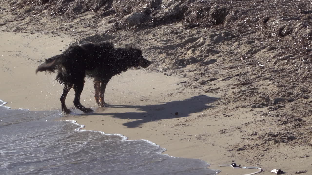 Black dog running and playing on the beach on a sunny day