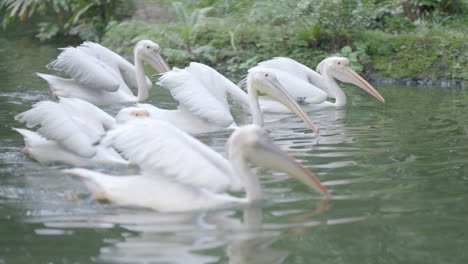 Gran-Pelícano-Blanco-En-El-Zoológico-De-Singapur-En-Mandai,-Singapur