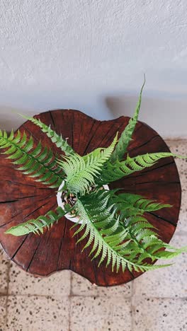 fern plant on a wooden tree stump table